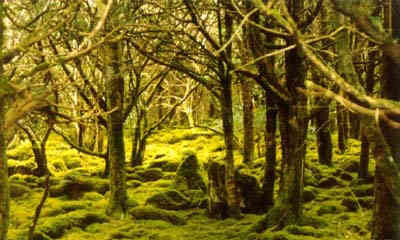 Woodland Environment