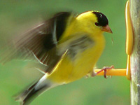 BirdWatch Ireland